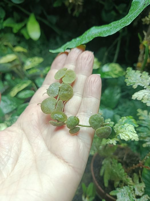 Дисхідія Dischidia cochleata