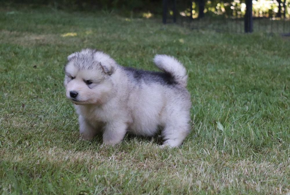 Alaskan Malamute szczeniak piesek