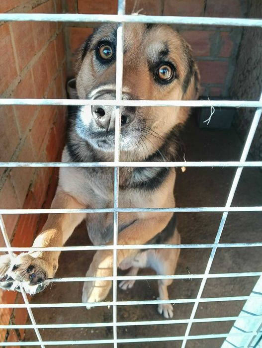 Casal cães para adoção