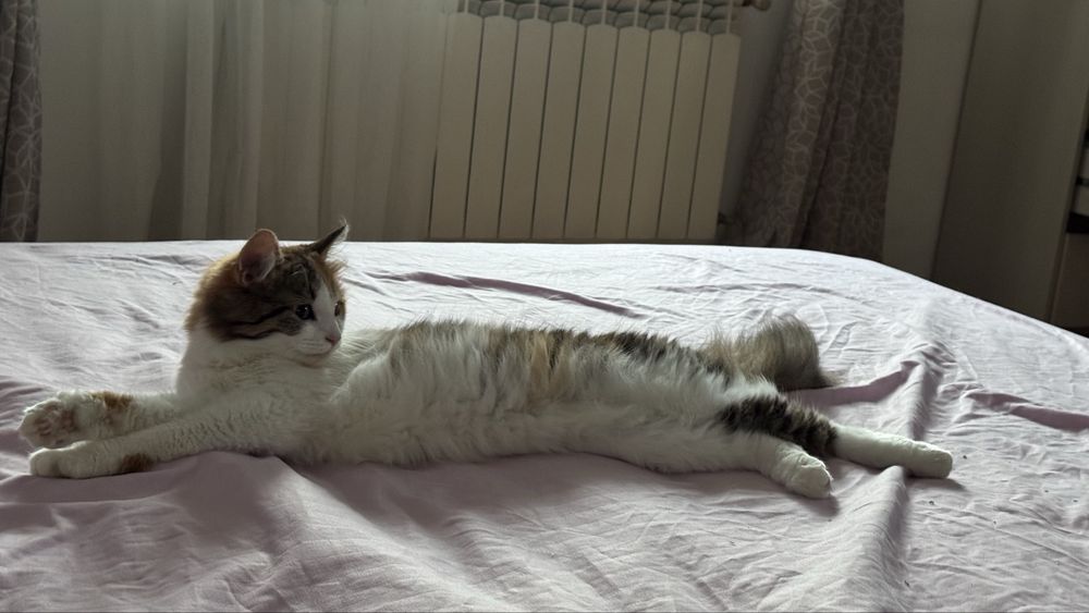 Котик в добрі руки