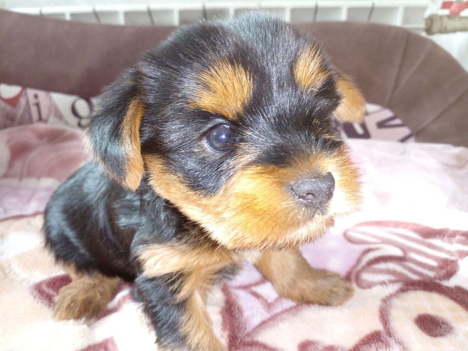 Гарні цуценята чекають дбайливих господарів