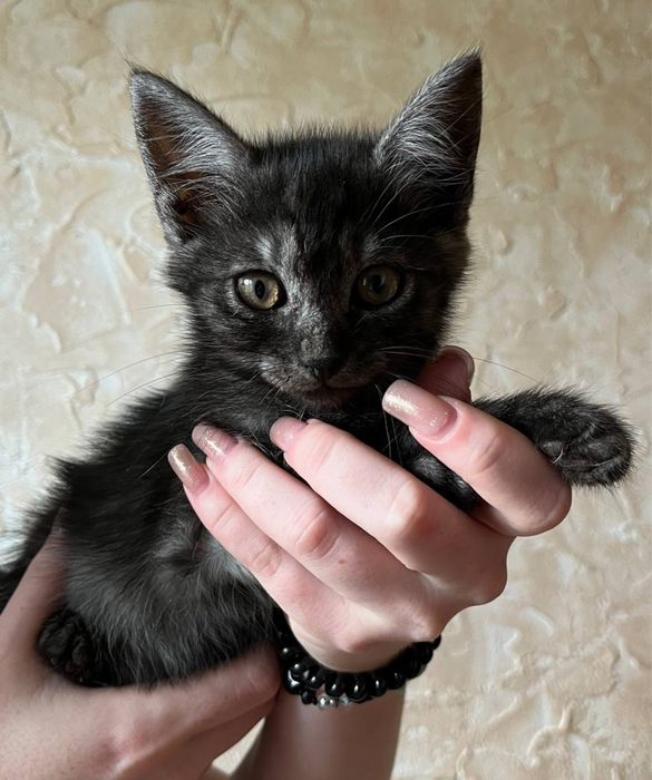 Кошеня БЕЗКОШТОВНО котик  Самбір