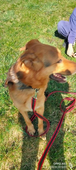 Bandi do adopcji