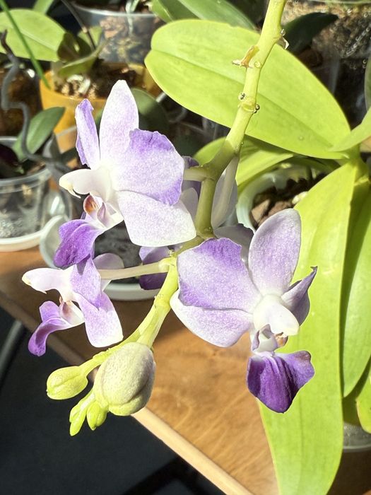 Продам орхідею Tying shin blue joy ( Блю джой)