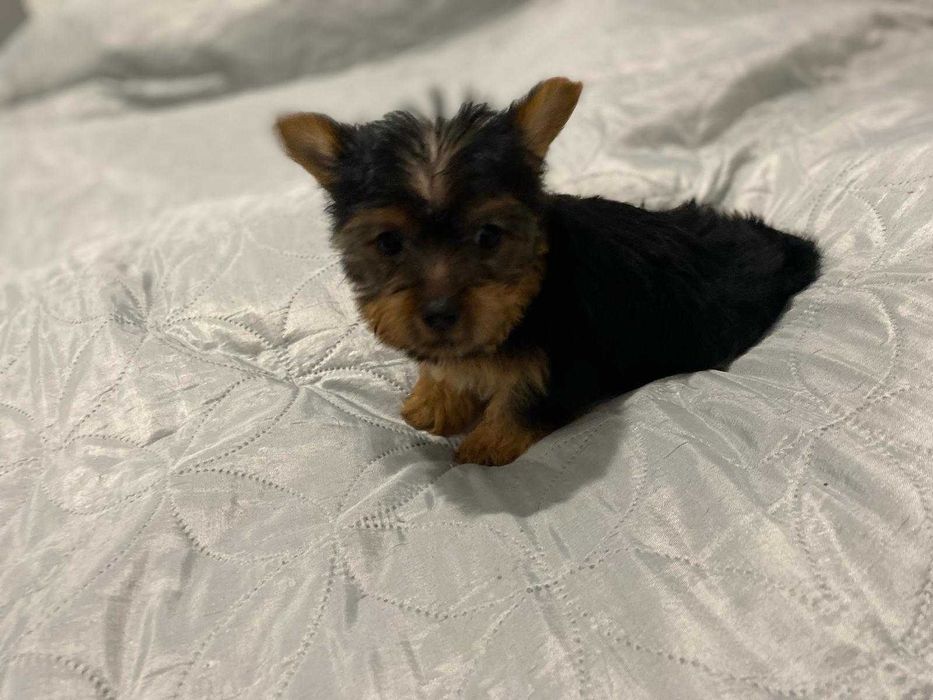 Yorkshire Terrier Fêmea miniatura