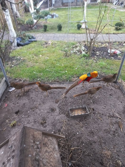 Фазан золотий.виводок 2024.рік