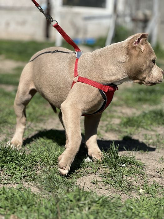 Американский Буллі стандарт