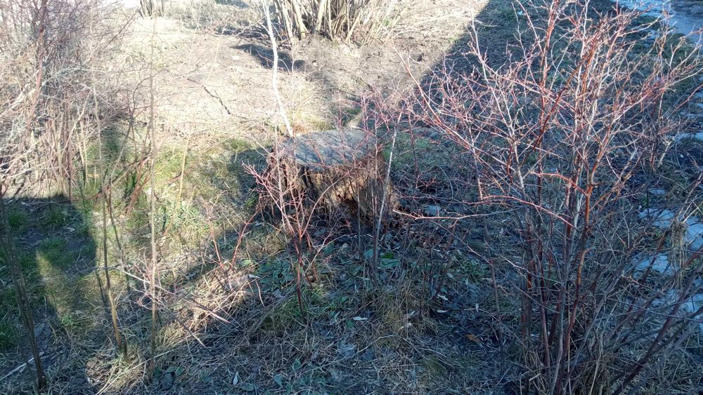 Кусты - забор под стрижку