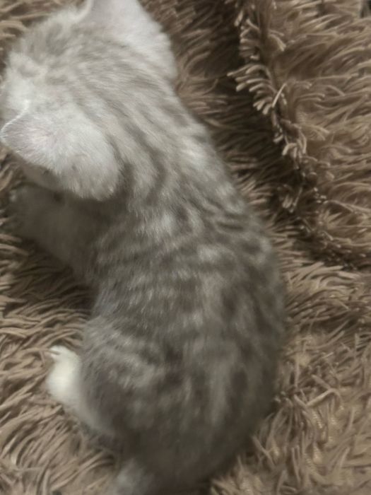 Кошеня шотландська