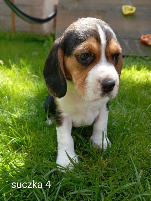 Piękny szczeniak Beagle