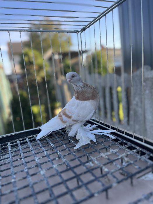 Blauwinder samiec z 2025 roku