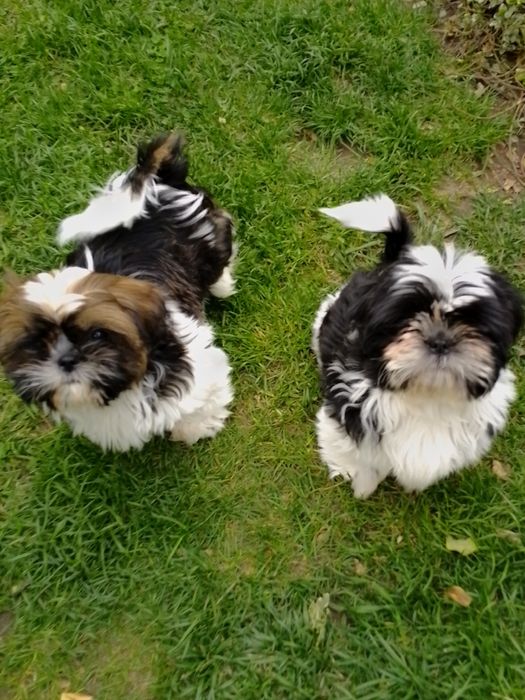 Uroczy piesek rasy Shih TZU