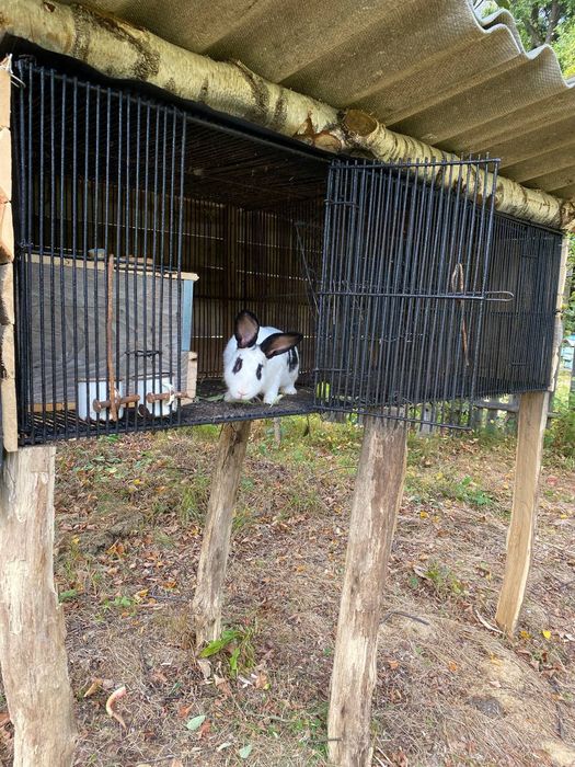 Здаю котедж у Долині Luxury village Лісовий затишок