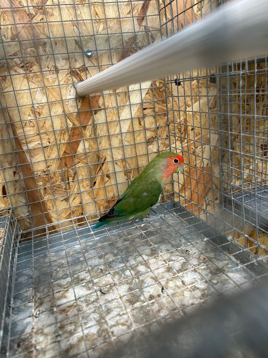 Agapornis pássaro