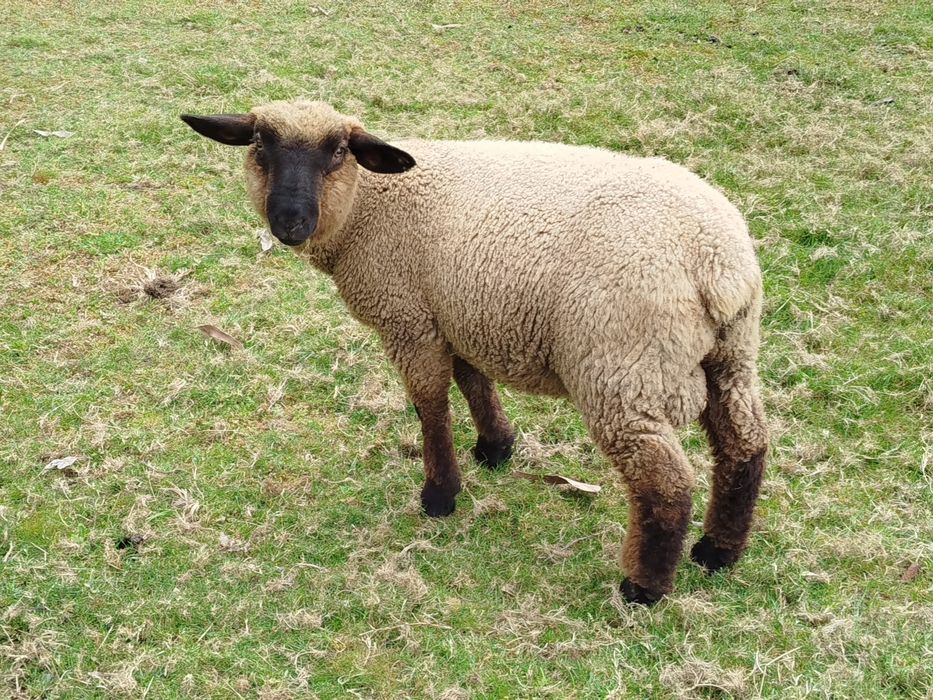 Vendo borregos suffolk