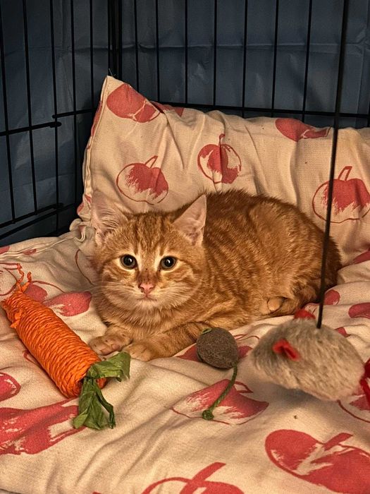 Eveline szukaja domku