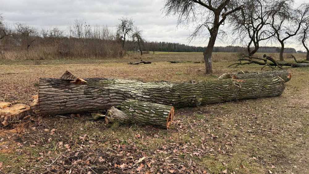 Drewno z wycinki - jabłoń i topola