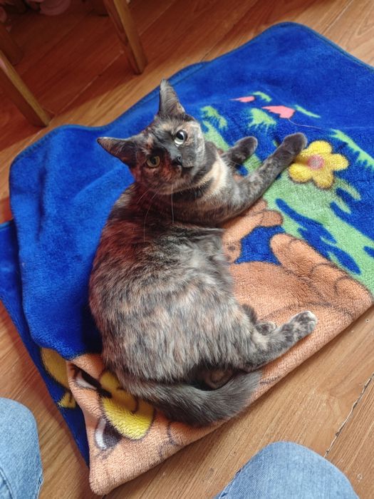 Киці потрібен господар