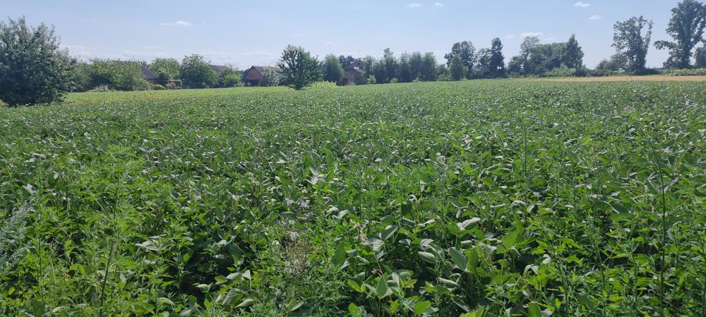 Земельна ділянка, будинок світло, газ с Судіївка Полтавський район