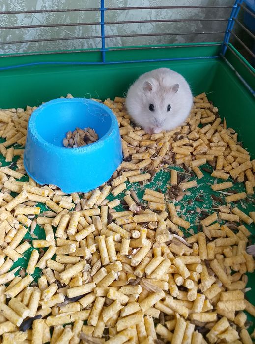 Джунгарский хомяк