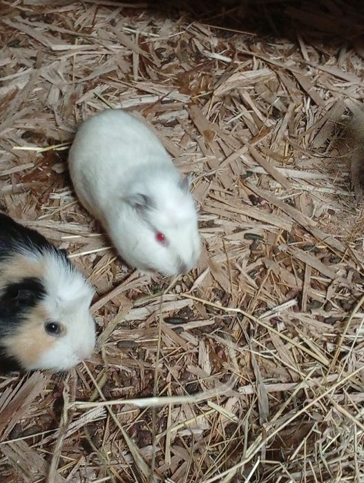 Sprzedam świnki morskie samice