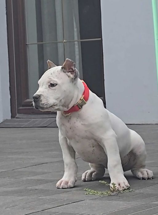 American bully xl