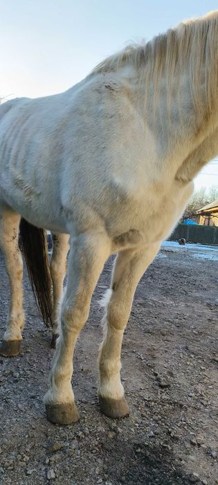 Продам коня (жеребець)