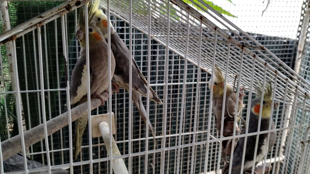 Caturras nova linhagem