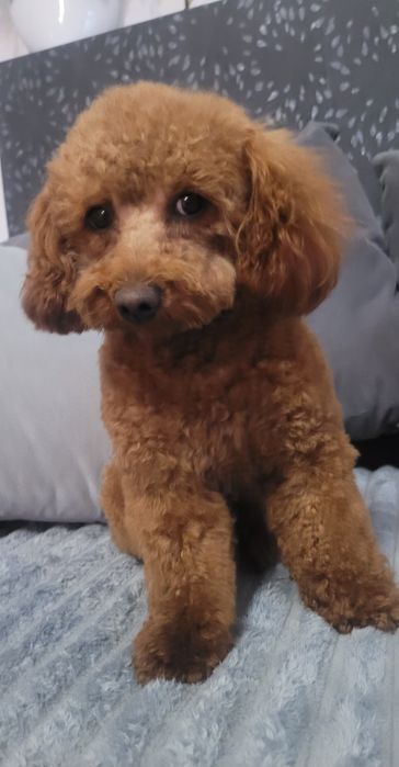 Reproduktor Pudel Toy Red-Brown