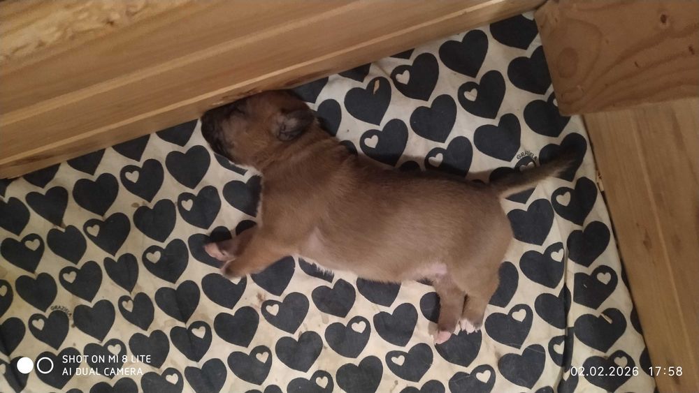 Bulterier miniaturowy umaszczenie rude suczka FCI/ZKwP