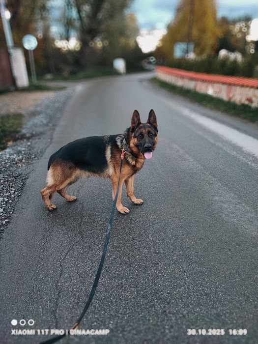 Oddam psa za darmo owczarek niemiecki