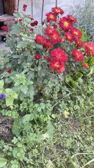 Хризантема мультифлора