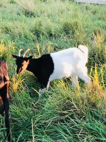 Продам молодих кітних кізочок  1 рік