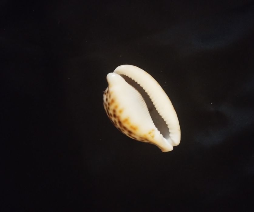 Ракушка натуральна тигрова