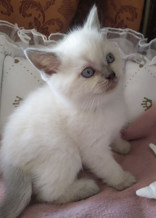 Шотландські кошенята