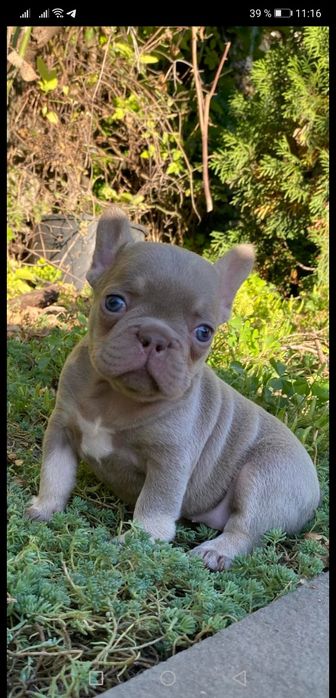 Изаббеловая  красотка супер качество.