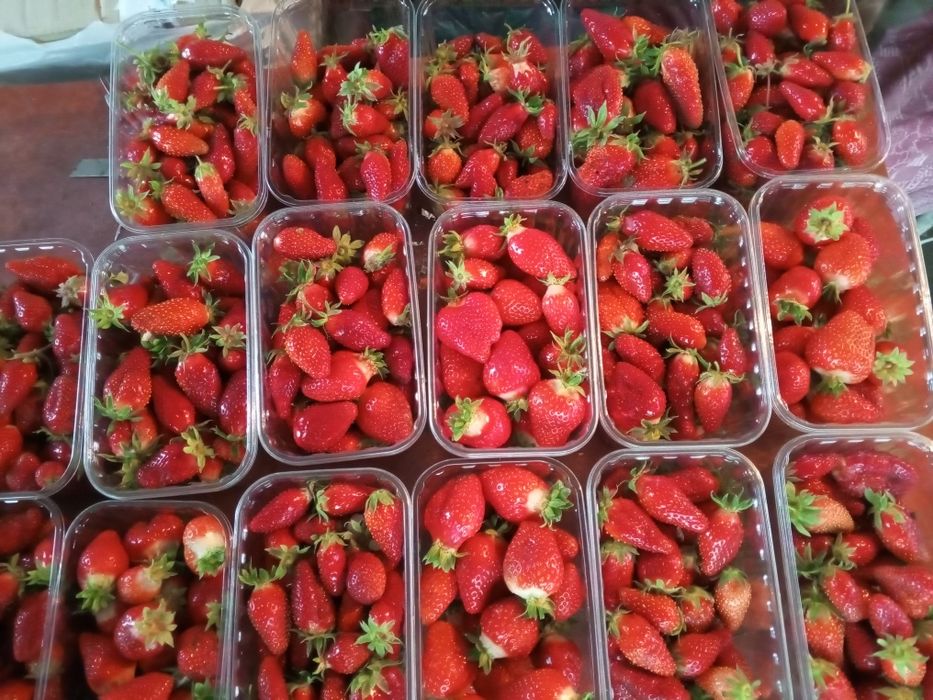 Домашня ЕКО полуниця  свіжа  напряму від виробника — збір сьог