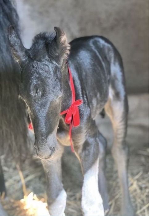 Sprzedam klacz 4 msc