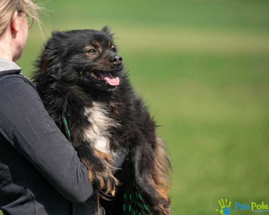 Psiak NERWUSEK szuka domku!