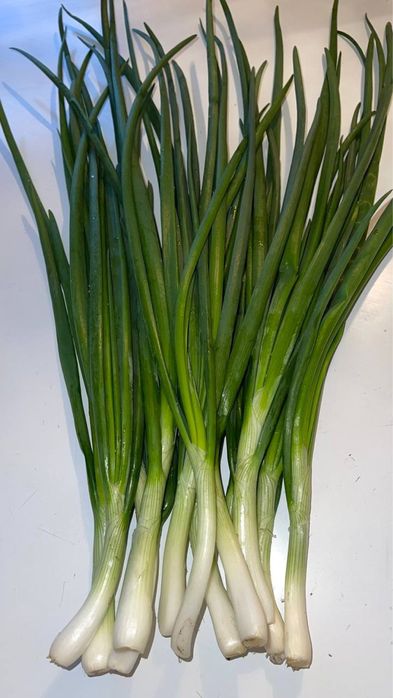 Продам зелену ЦИБУЛЮ (перо)!!!