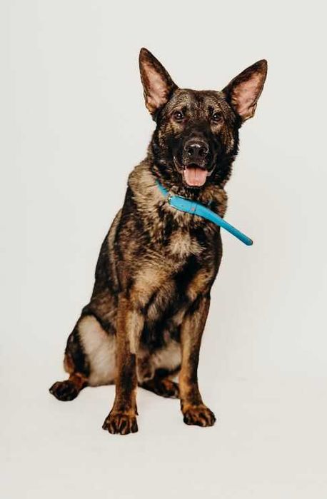 Aktywny, mądry i czujny Monte poleca się do adopcji!!!