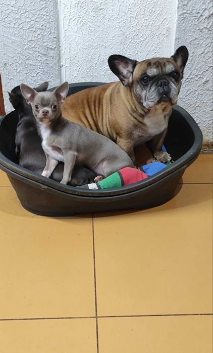 Лілова красуня - Чихуахуа, дівчинка у продажу.