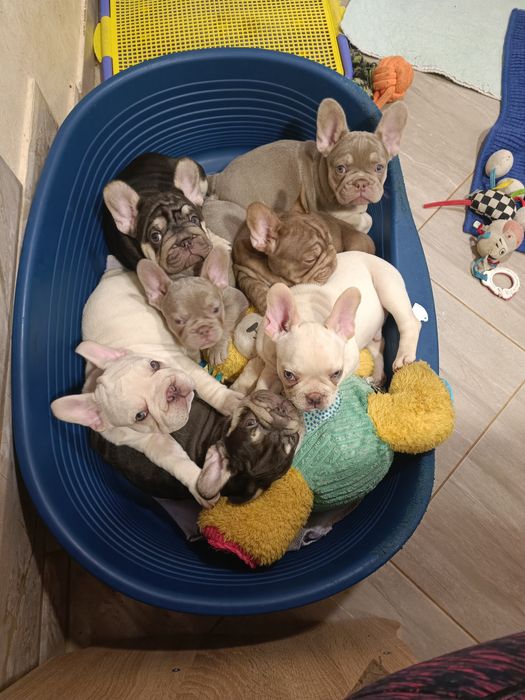 Хто хоче цуценя французький бульдог