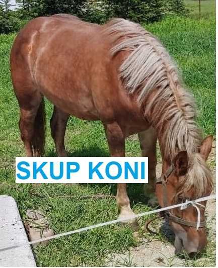 Skup KONI, żywca