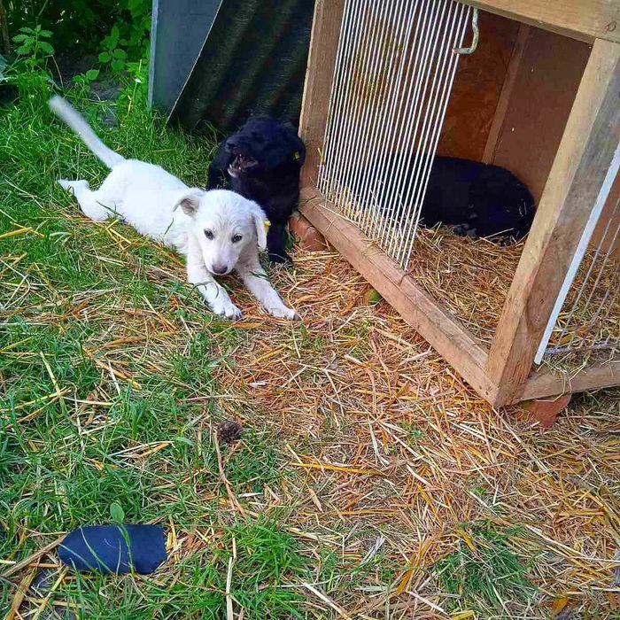 Цуцики в добрі руки