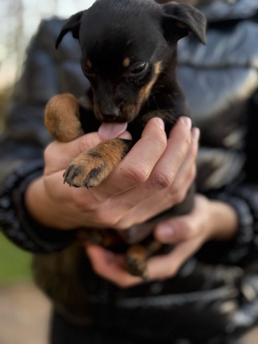 Oddam pieski za darmo