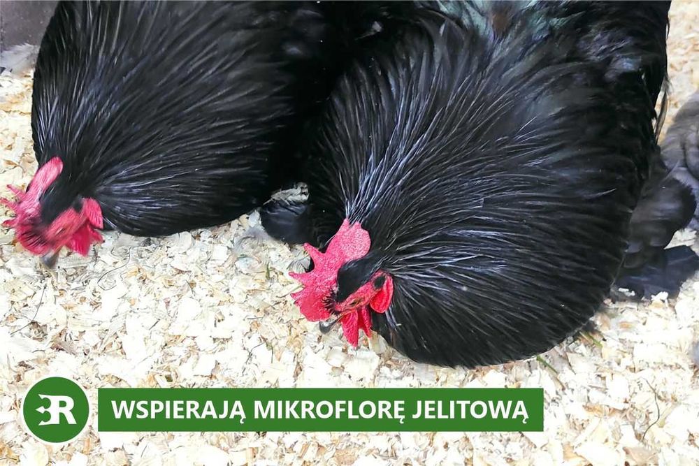 Trociny ProBioBED Plus - wsparcie dla zdrowia drobiu (250 l, 6,5kg)