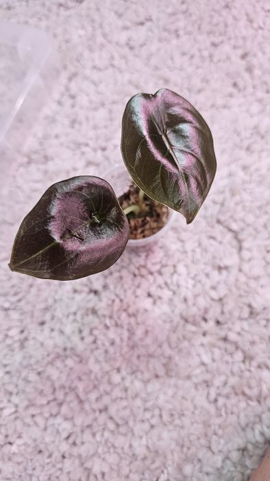 Алоказия детки  разные сорта