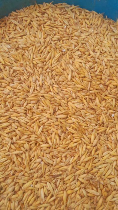 mieszanka zbożowa do siewu czyszczone 1 rok po kwalifikacie