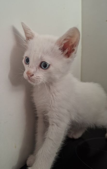 Gatinhos bebés adoção